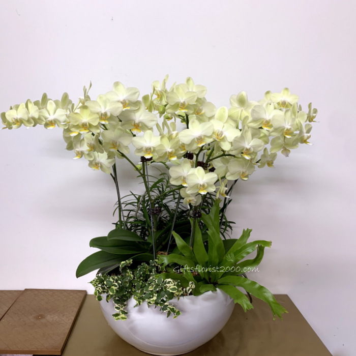 Classic Lime Green Orchid 6 Sprays