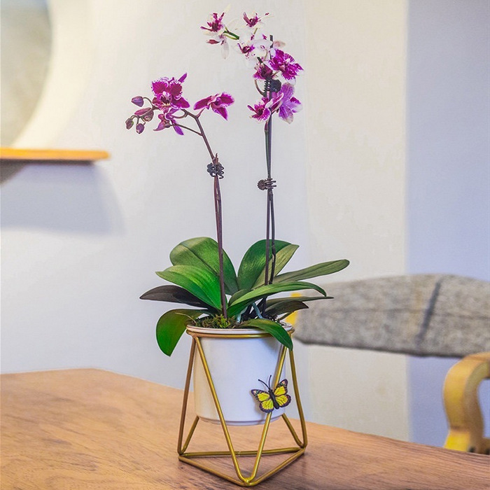 Butterfly Phalaenopsis Orchid 2 Sprays