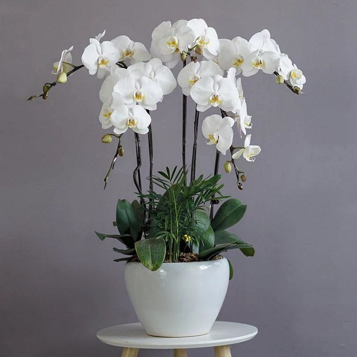 Phalaenopsis Orchid White 5 Sprays With Green