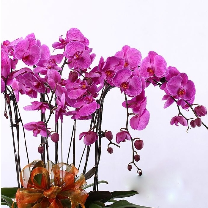 All Occasions Butterfly Phalaenopsis Orchid