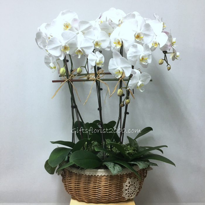 All Occasions Butterfly Phalaenopsis Orchid