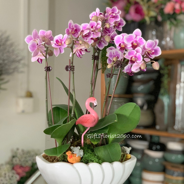 Mini Orchid 6 Sprays Pot Arrangement
