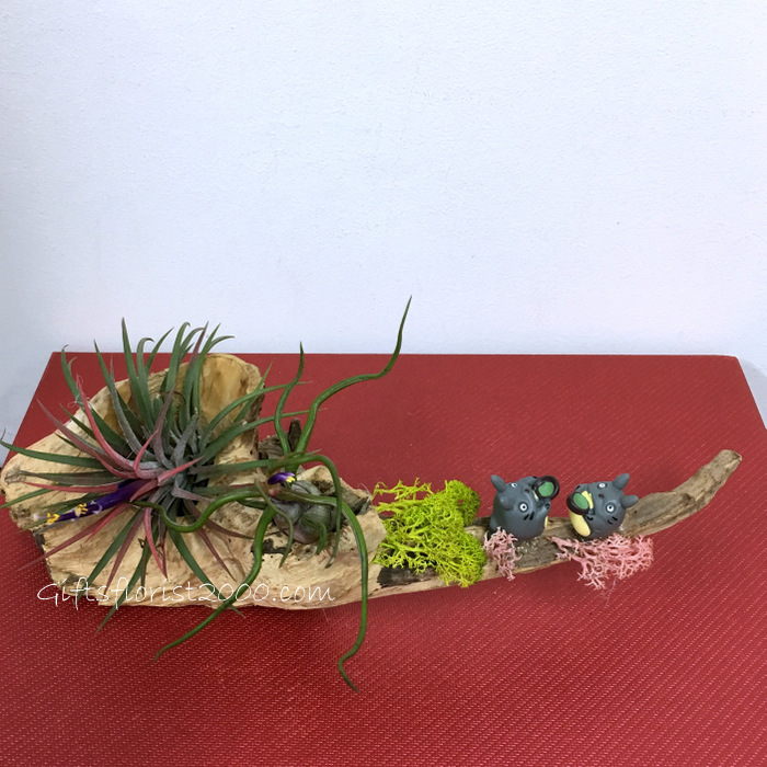 Air Plant On Dried Wood Zen Design-AP3