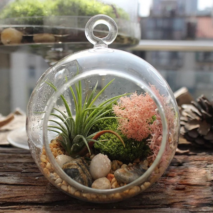 Air Plant Globe Terrarium-AP7