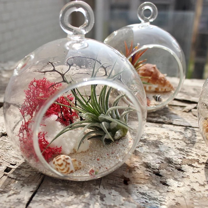 Air Plant Globe Terrarium-AP7