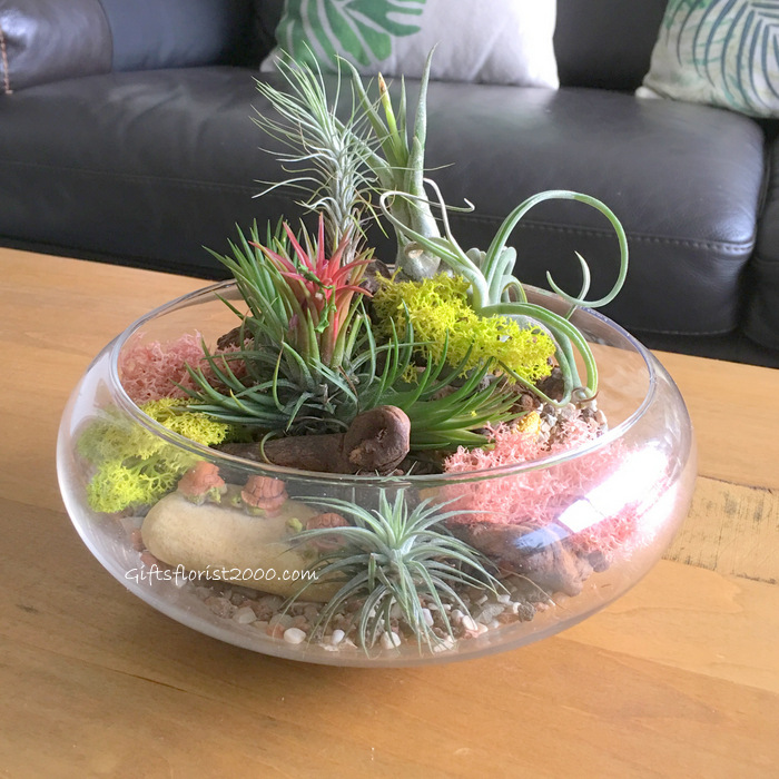 Assorted Air Plant & Reindeer Moss Terrarium-AP8