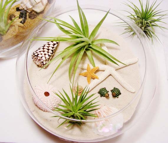 Air Plant & Seashell Open Terrarium-AP10