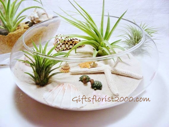 Air Plant & Seashell Open Terrarium-AP10