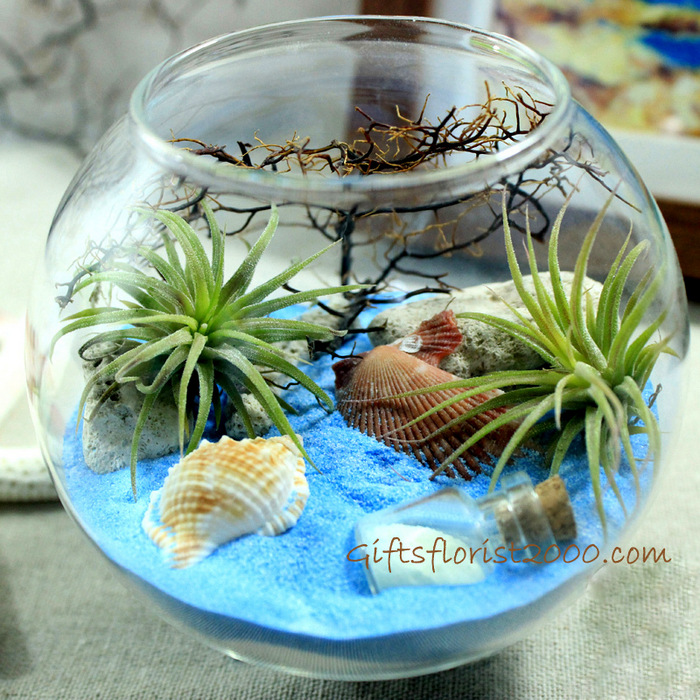 Air Plants Message Bottle Terrarium-AP12