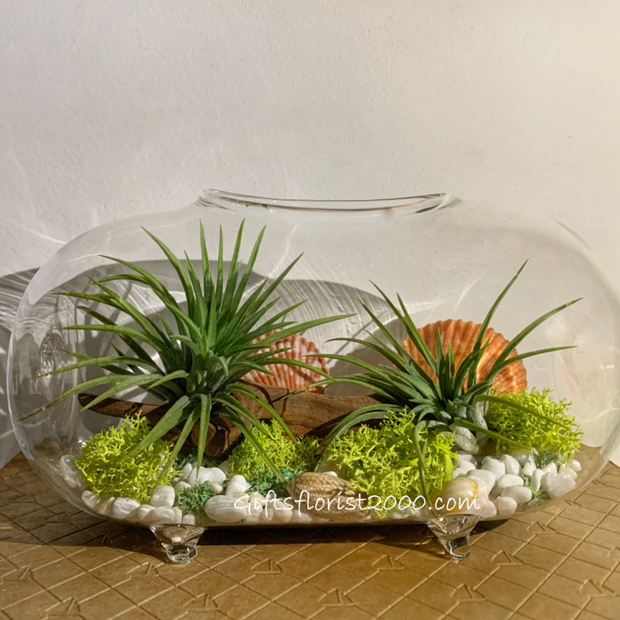 Air Plants Vase Arrangement-AP14