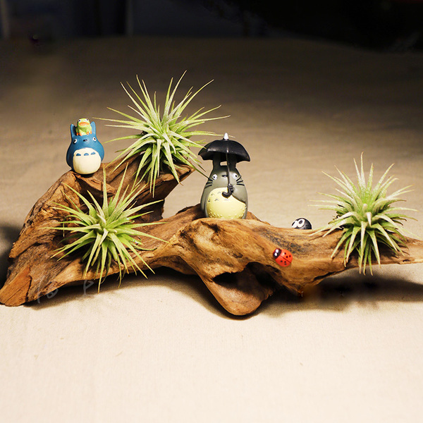 "Florist Pick" Air Plant & Totoro-AP15