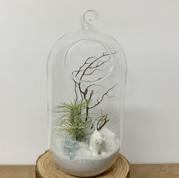 Air Plants Polar Bear Terrarium-AP17