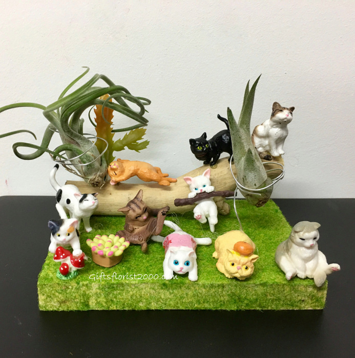 Air Plants Kitty Wonderland-AP21