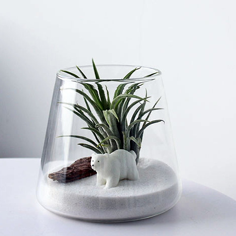 Air Plant For Animal Lover-AP19