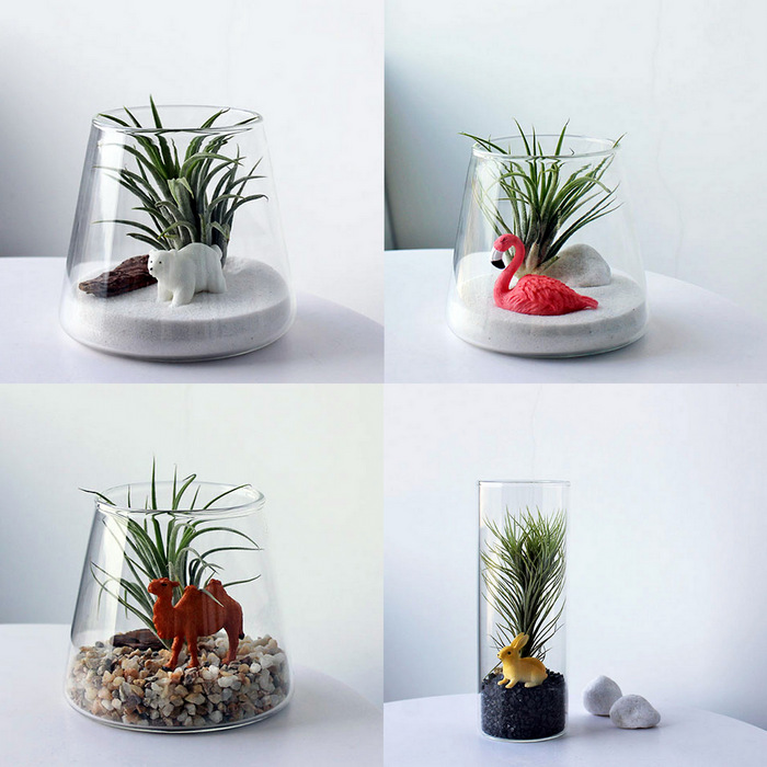 Air Plant For Animal Lover-AP19