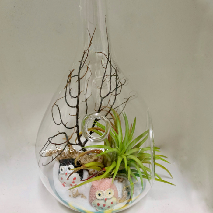 Air Plant & Owl Hanging Glass Globe-AP2