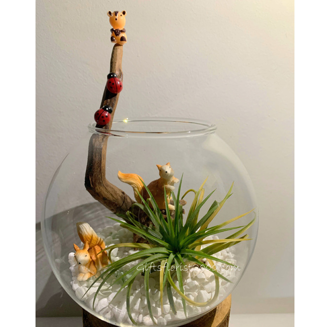 Air Plant & Squirrel Terrarium-AP9