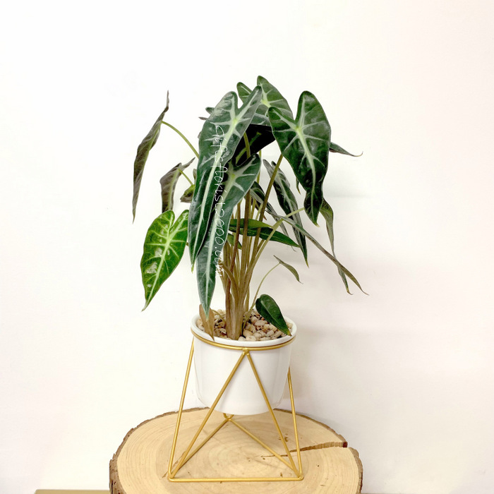 Alocasia Family Ornamental Indoor Plant