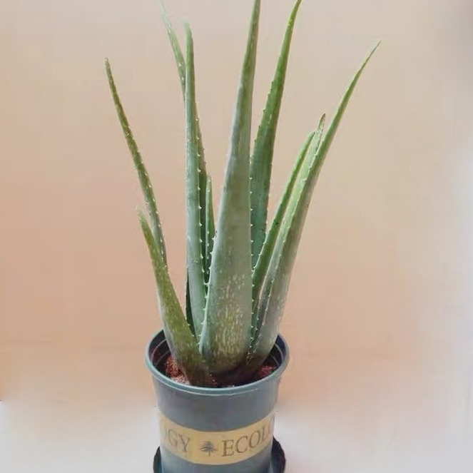 Edible Aloe Vera Plant Big Pot