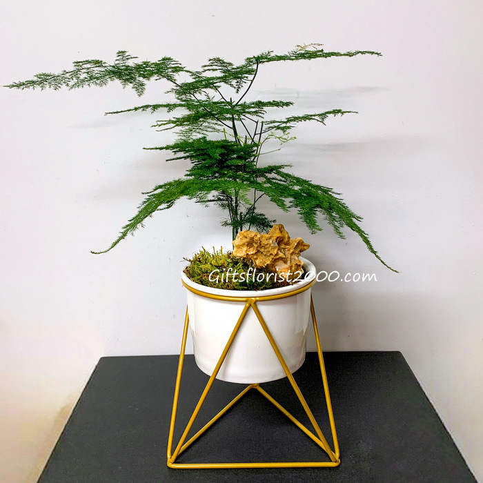Bonsai-Asparagus & Moss White Pot