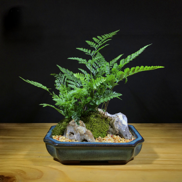 Bonsai-Rabbit Fern & Moss