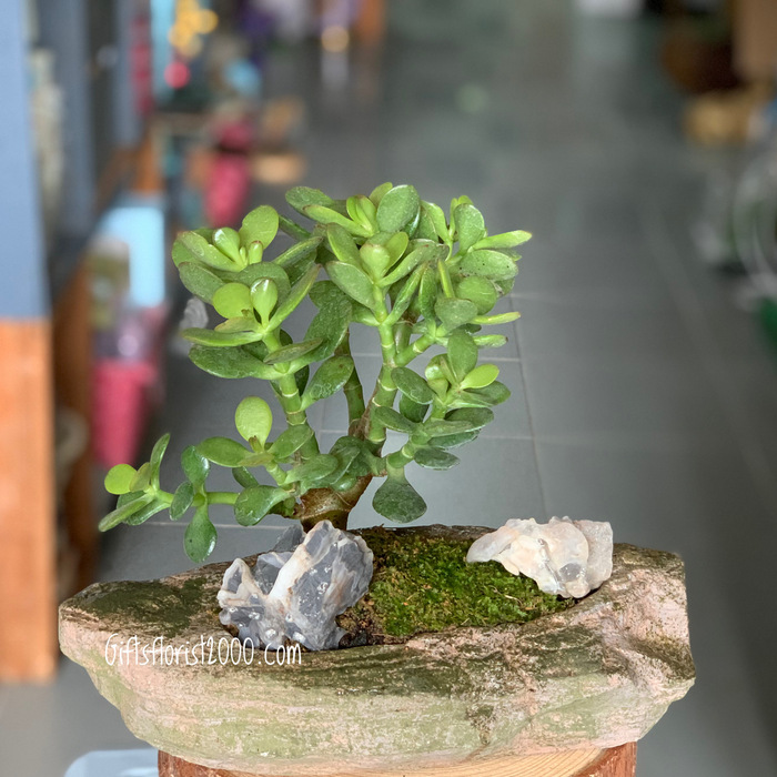 Bonsai-Jade Tree Crassula Rock Style Pot