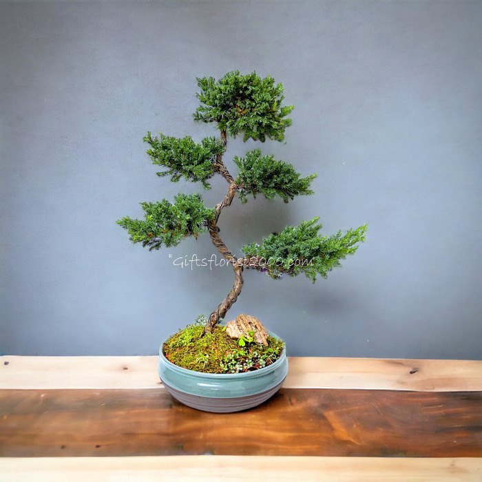 Bonsai-Chinese Juniper