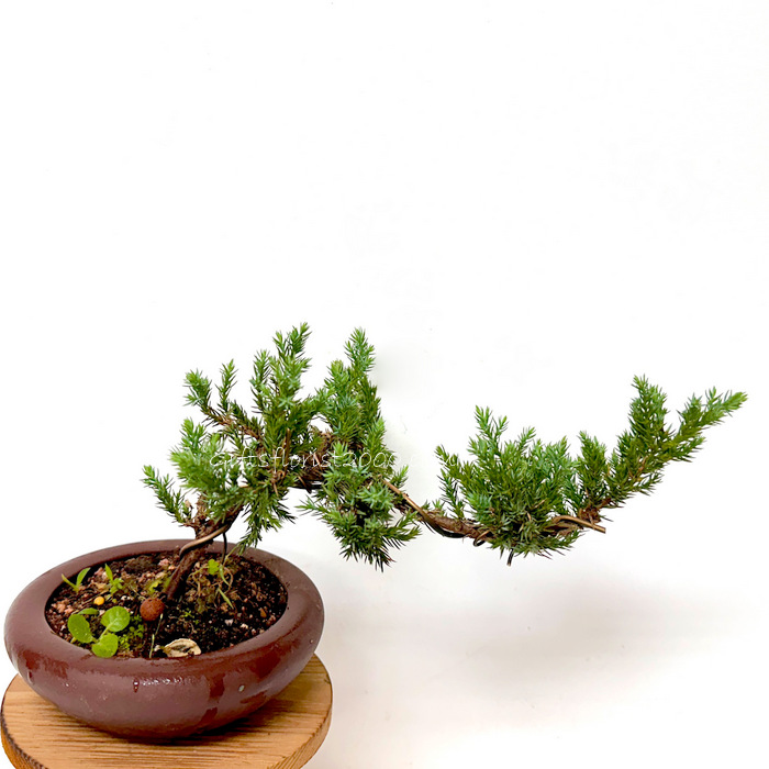 Bonsai-Mini Bonsai Tree In Traditional YiXing Pot