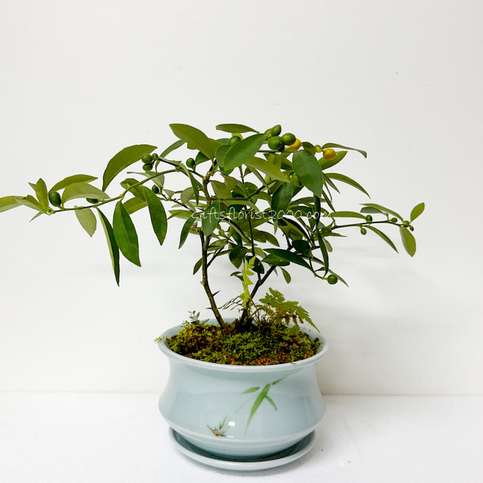 Bonsai-Mini Lime Fruit Tree