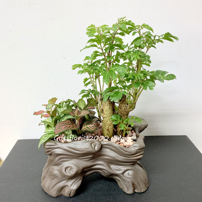 Bonsai-Indoor Ming Tree
