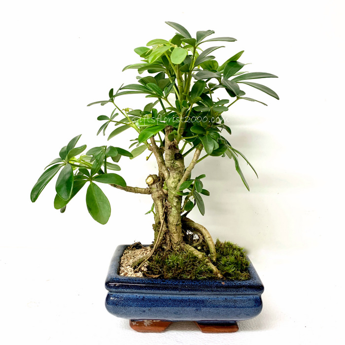 Bonsai-Hawaiian Umbrella Tree