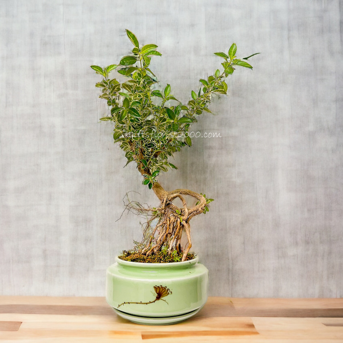 Bonsai-Japanese Serissa Green Pot