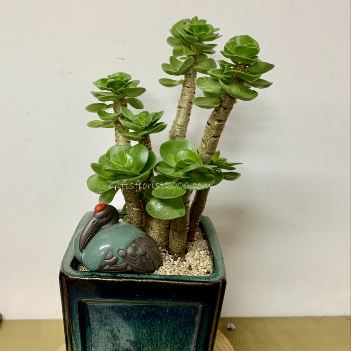 Bonsai-Money Wood Old Pile Succulent
