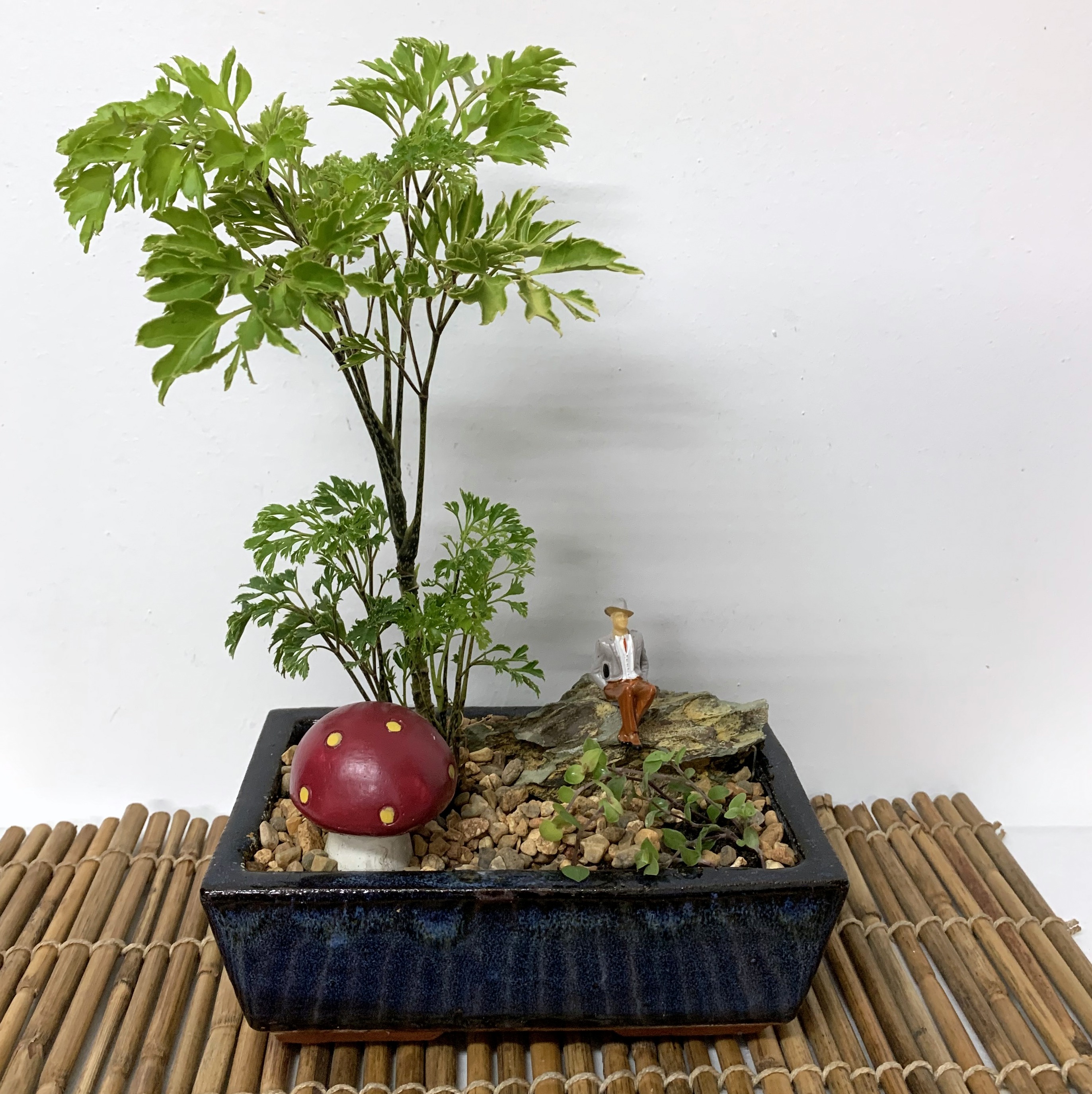 Bonsai-Indoor Ming Tree