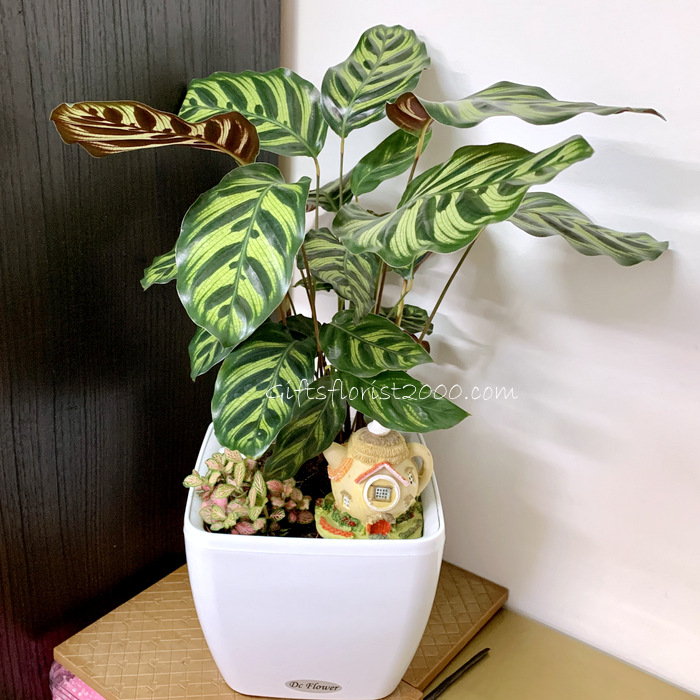 Calathea Plants Perfect For Indoor
