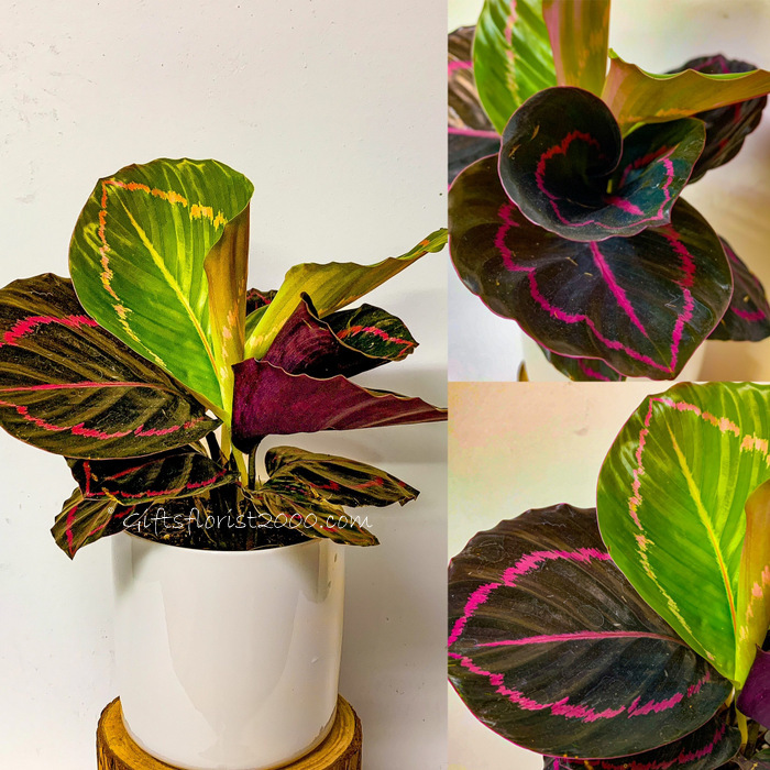 Colourful Foliage Rose Painted Calathea