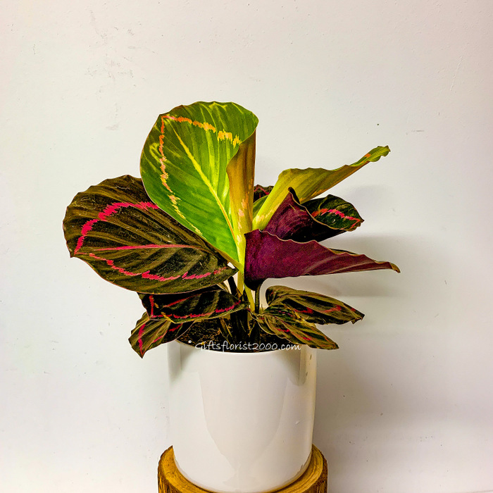 Colourful Foliage Rose Painted Calathea