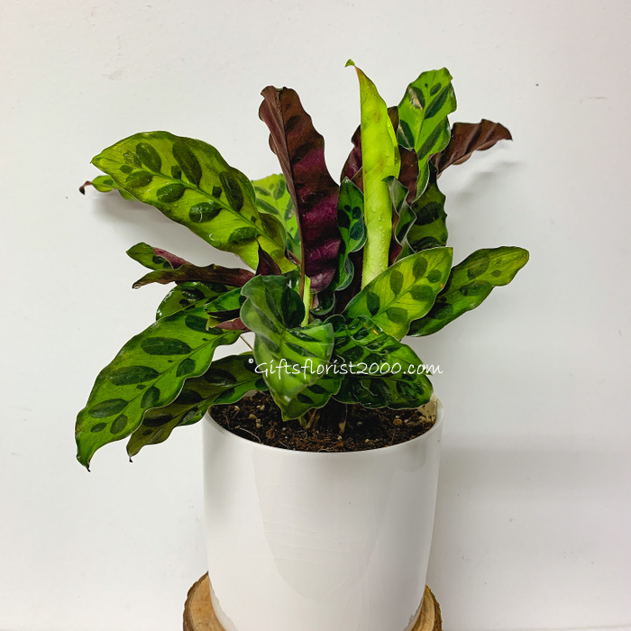 Calathea Rattlesnake Plant In White Pot