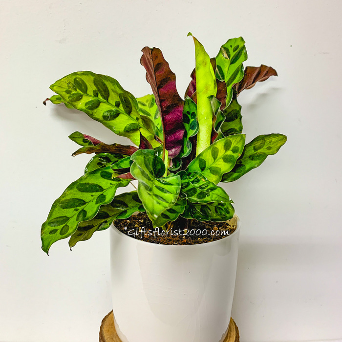 Calathea Rattlesnake Plant In White Pot