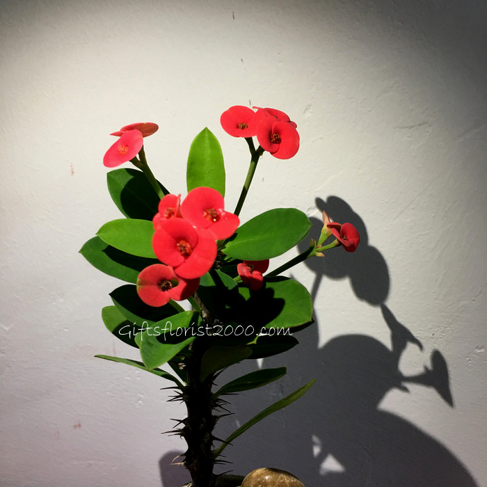 Bonsai-Flowering Crown Of Thorns