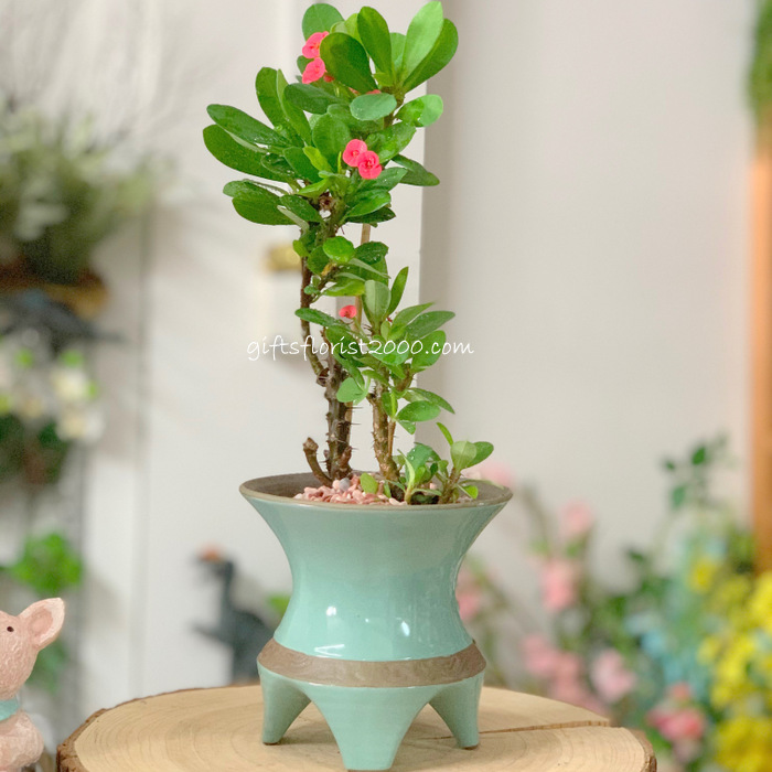 Bonsai-Flowering Crown Of Thorns