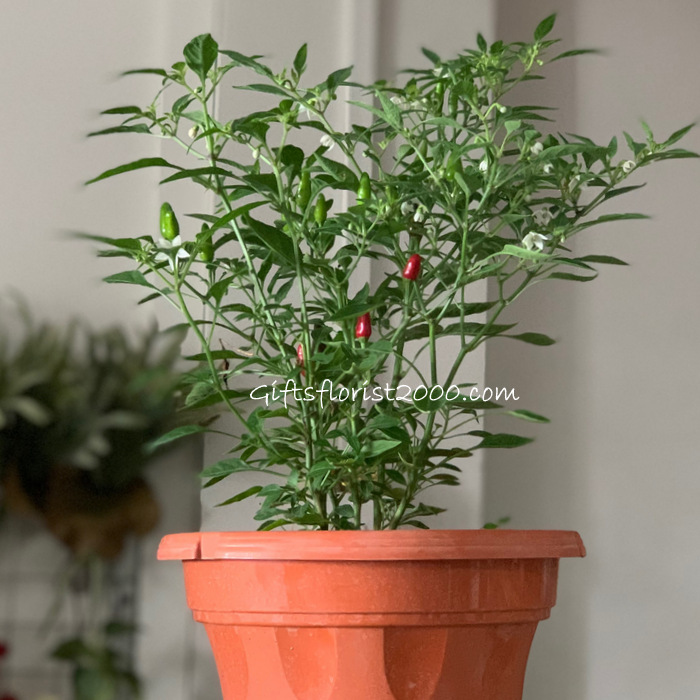 Edible Plants: Basil, Henna, Curry Leaves & More