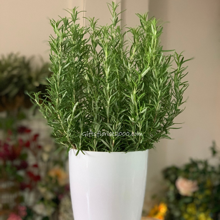 Edible Plant-Rosemary