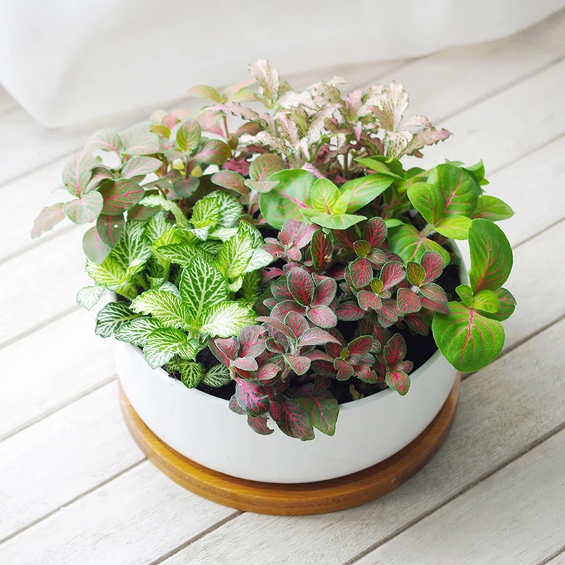 Assorted Fittonia White Pot