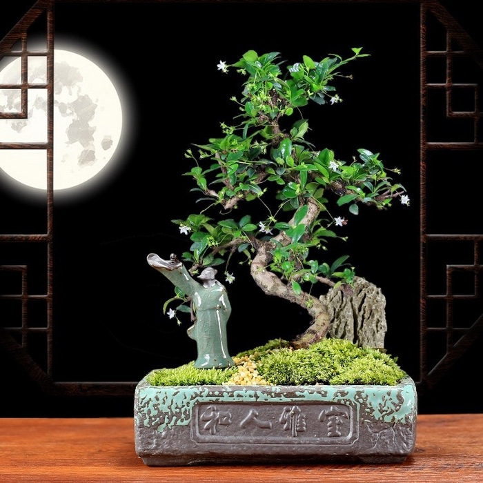 Bonsai-Fukien Tea Tree & Natural Rock
