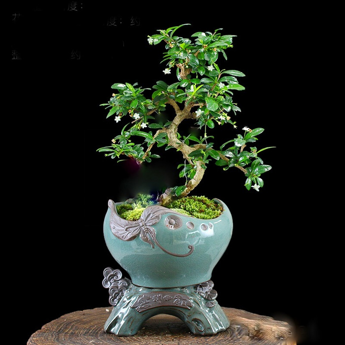 Bonsai