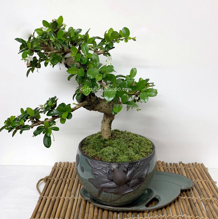 Bonsai-Flowering Plant Fukien Tea