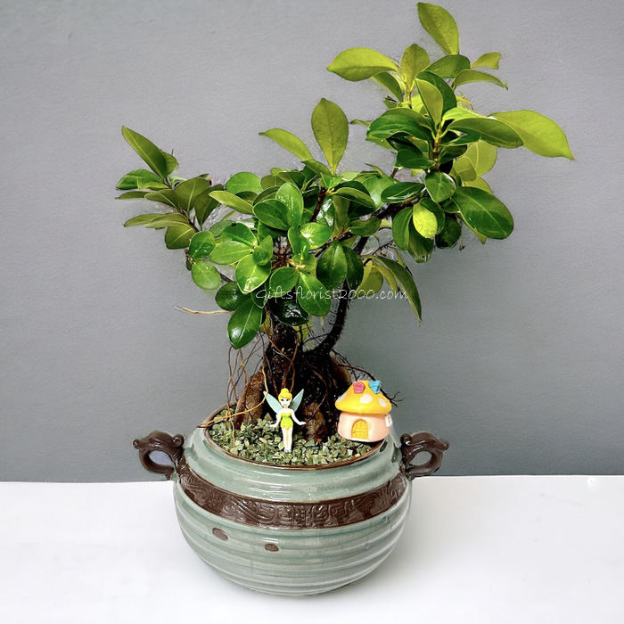 Bonsai-Ginseng Ficus Miniature Garden