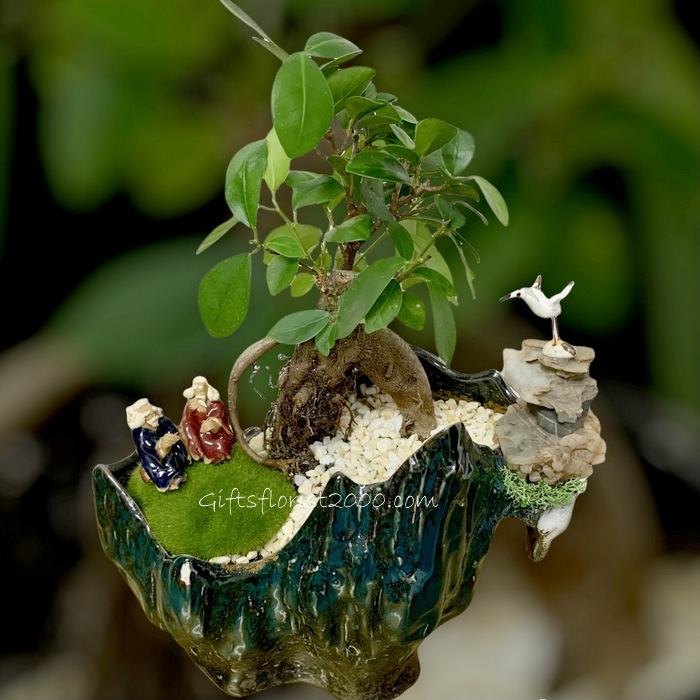 Bonsai-Ginseng Ficus Miniature Garden