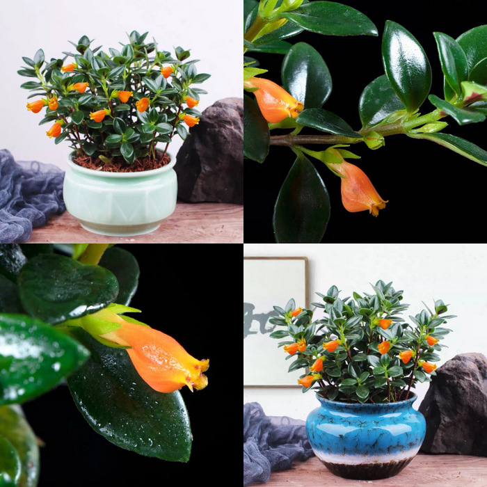Goldfish Plant In Ceramic Pot